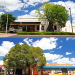 Bottle Trees in Roma