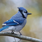 Blue jay