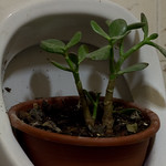 Bathroom Decoration, Tmol Shilshom