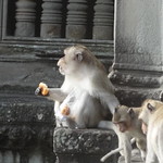 Hungry Monkeys at Angkor Wat; Angkor Archaeological Park, Cambodia