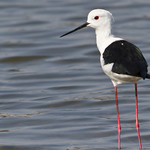 The Black-winged Stilt