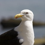 Karoro - black-backed gull - Larus dominicanus