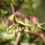 Parasteropleurus perezii