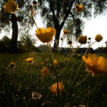 Sunday Morning Coming Down