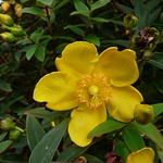 Yellow Hypericum St John's Wort September Course 2011 002