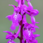 Early purple orchid