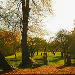 Old apple orchard on Ploen Castle