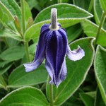 Clematis integrifolia DSC08767