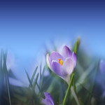Crocus on blue