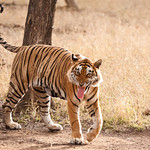 T28 - Zone 3 - Flehmen response - Ranthambore National Park