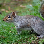 squirrel