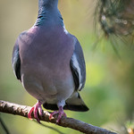 Common wood pidgeon