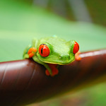 Red-eye Tree frog