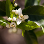 Orange blossom special