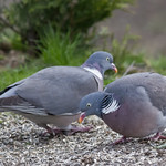 Common Wood Pigeon (Columba palumbus palumbus) nominate-2711.jpg