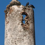 Turkey vulture | Aura Ti&ntilde;osa (Cathartes aura)