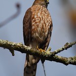 Sharp-shinned Hawk (Accipiter striatus)