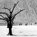 DEAD VLEI.........