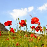 field of poppies