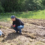 Transplanting Onions