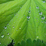 31st May - Raindrop and Teardrops