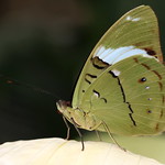 Common Olivewing (Nessaea aglaura)