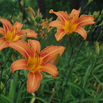 Day Lily