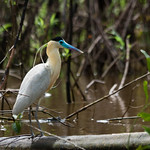 Capped Heron