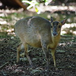 Muntjac Deer