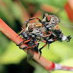 ROBBER FLY