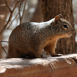 Ground Squirrel Portrait *