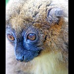 Greater-Bamboo Lemur