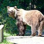 Unexpected encounter