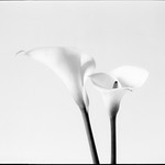 Calle-Lily (High-Key)