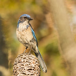 Western Scrub-Jay 7D657192