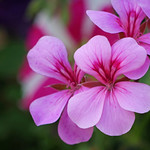 Geranium