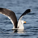 Larus marinus [Explored]