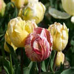 Rembrandt Tulip
