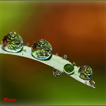 Drops ... dedicadas a Modest.