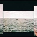 A bunch of whale pictures with the most unlikely whale-picture camera
