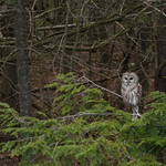 Backyard Visitors [Explore May 27, 2016]
