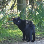 Fyonnbahr And Daffodils