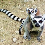 Ring-tailed Lemur