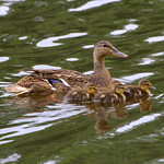 Mom & ducklings