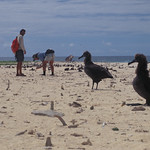 Laysan Island - June 1999