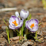 spring first flowers