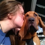 #bloodhound