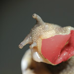 Give us a kiss Kez! HSS