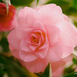 camellia