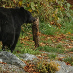 he tried to move down the river with his prize away from cell phone guy